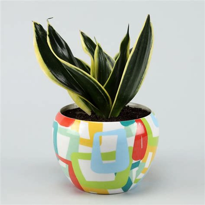 MILT Sansevieria In Abstract White Pot