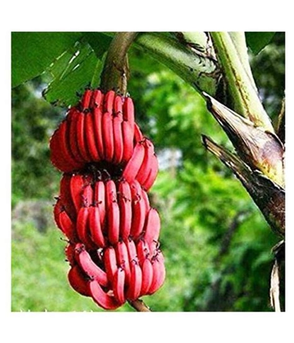 Red Bananas
