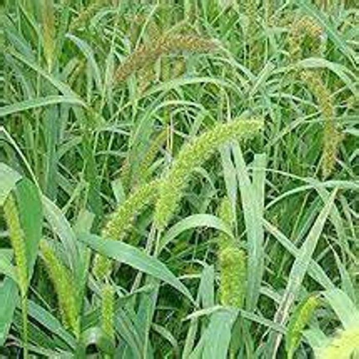 FOXTAIL MILLET/कंगनी (ORGANIC ACRE)