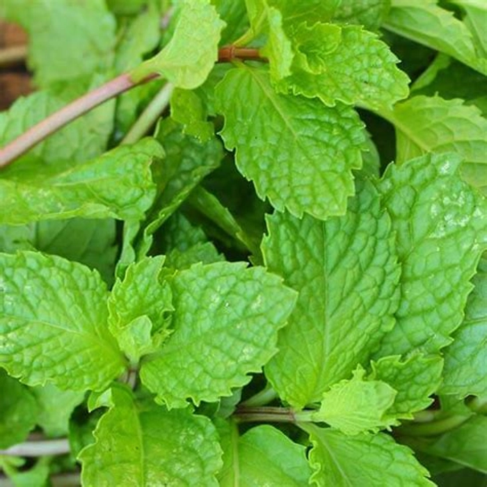 Mint Leaves