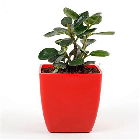 Gorgeous Ficus Compacta Plant
