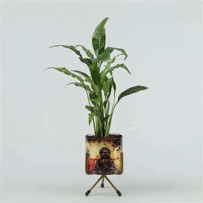 Peace Lily In Buddha Pot