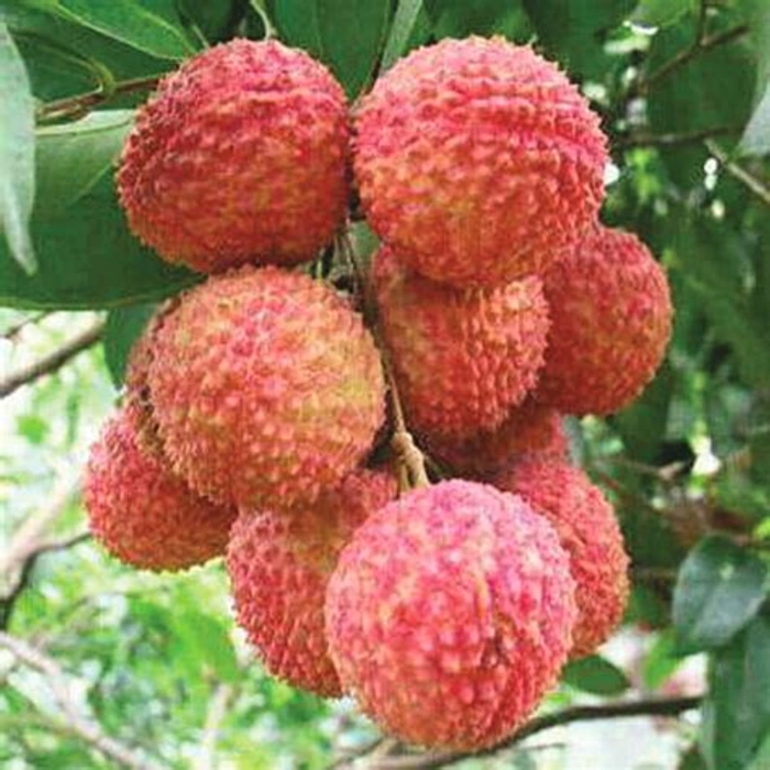 Lichi