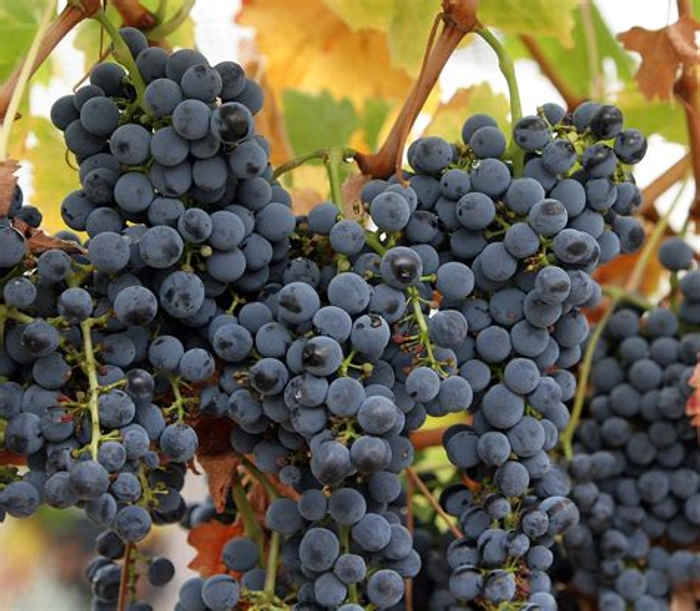 Grapes