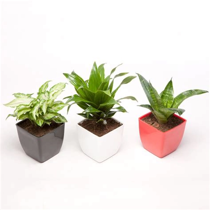 Set of 3 Green Plants in Plastic Pots