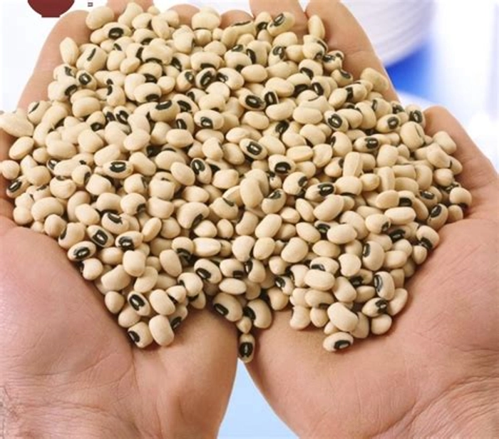 Cowpea Black eye