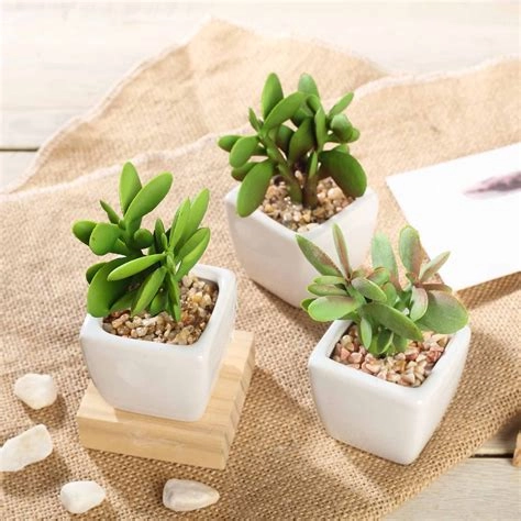 Set Of 3 Green Plants In Ceramic Pots