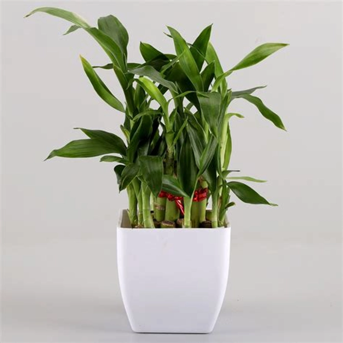 Two layer Bamboo Plant Standard