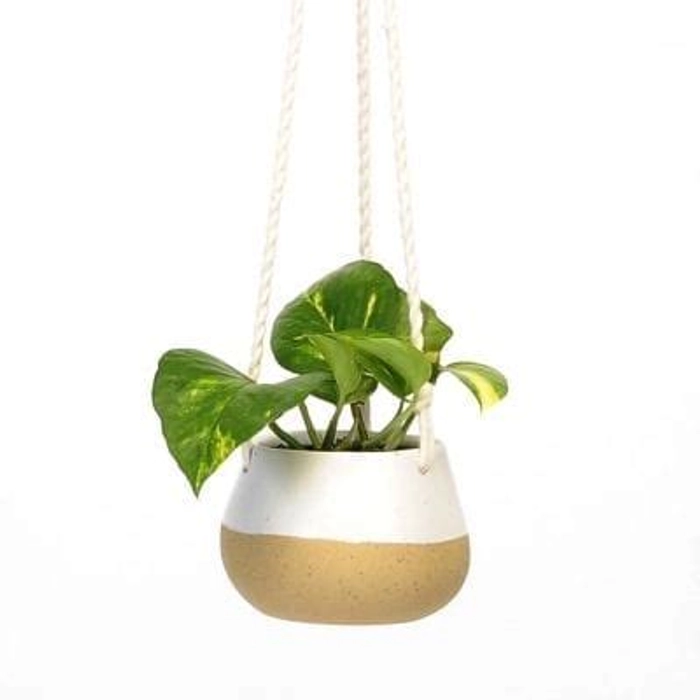 Hoya Plant Blue & White Metal Pot