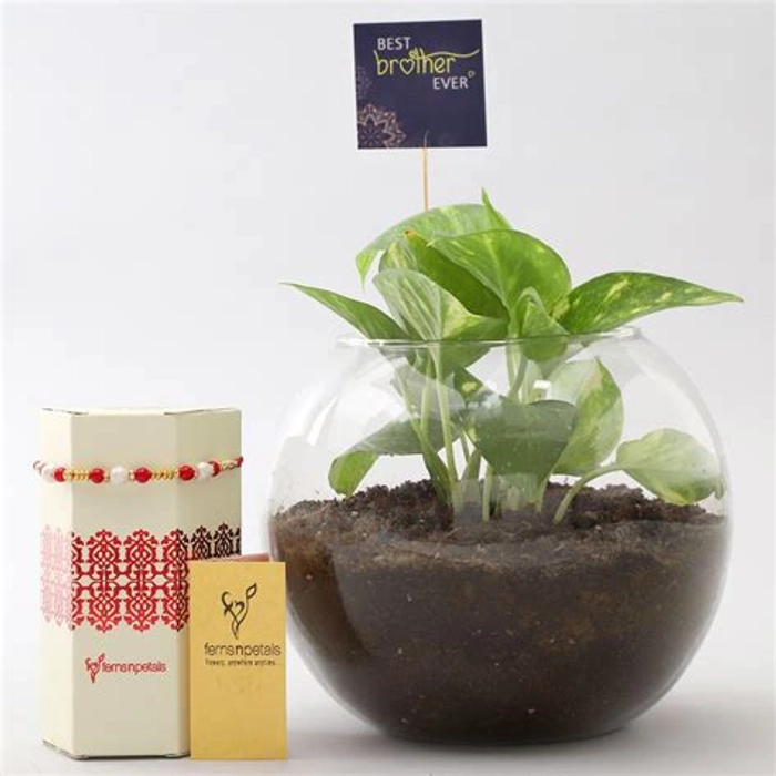 Money Plant Terrarium For Birthday
