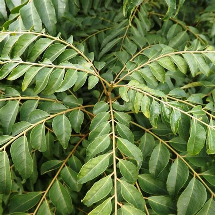 Curry Leaves