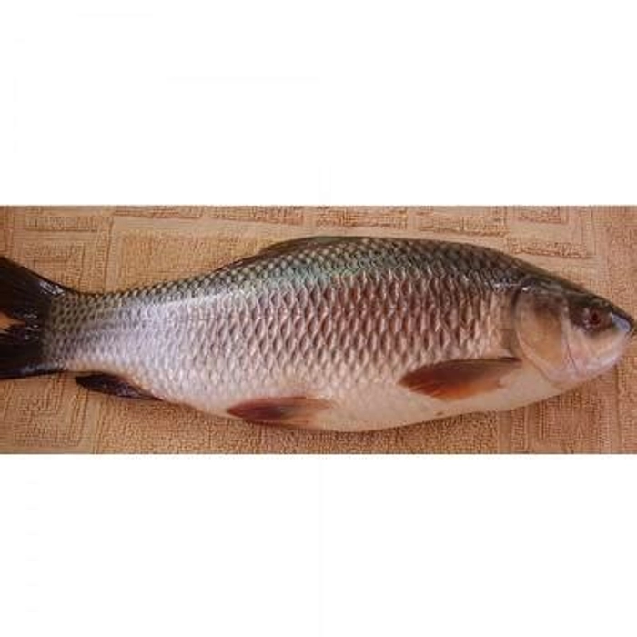 Fresh Ruhi Mach -  তাজা রুই মাছ