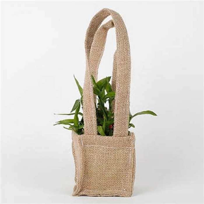 Carry Lucky Bamboo Plant