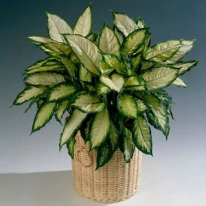 Dumbcane Plant N Money Plant