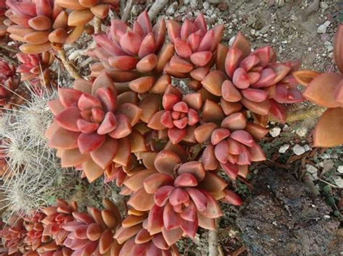 MVM e-comerce Graptosedum-Vera-Higgins-Alpenglow