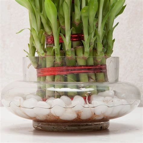 Three Layer Bamboo Good Luck Terrarium