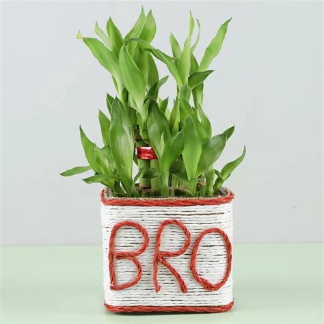 Two Layer Bamboo Plant For Bro
