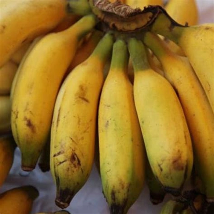 Velchi Banana