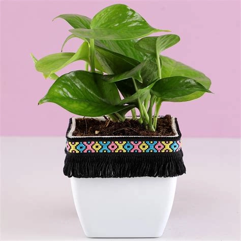 Gold King Money Plant