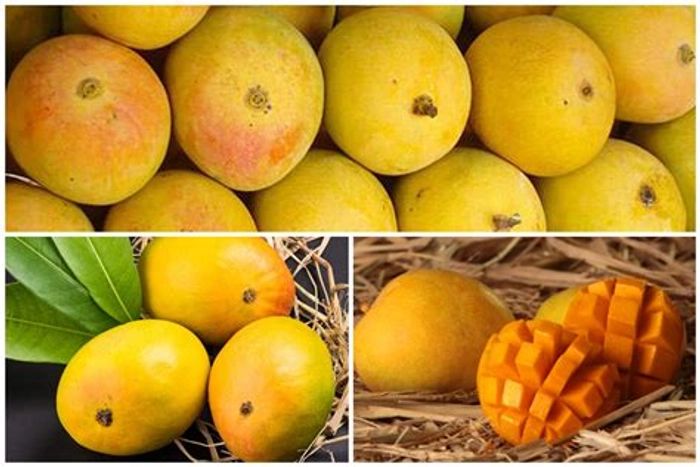 Premium Alphonso Mango