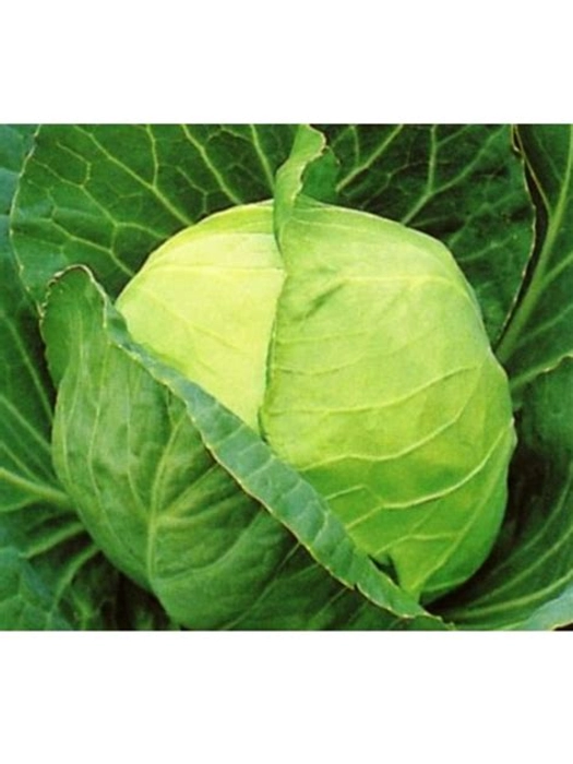 CABBAGE (ORGANIC ACRE)