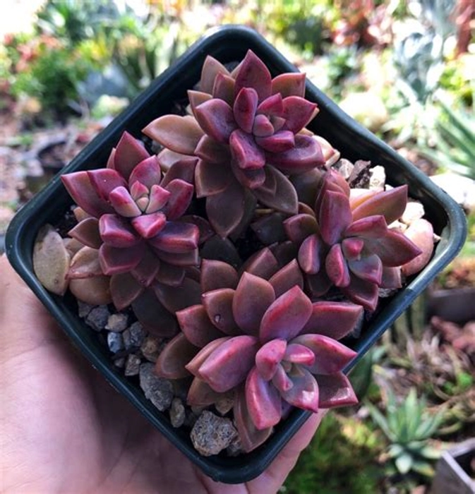 MVM e-comerce Graptosedum-Vera-Higgins-Alpenglow