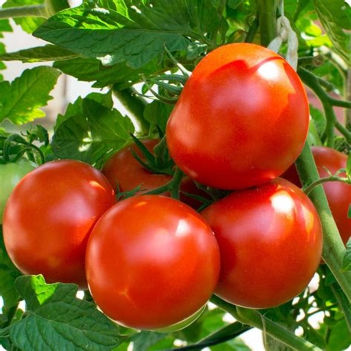 Tomato -jam