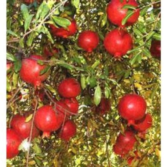 Pomegranate / Anar (ORGANIC ACRE)