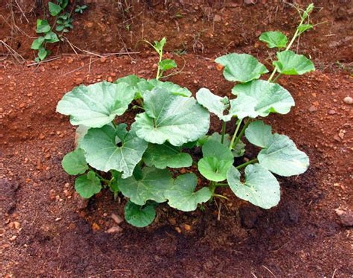 Lau Saag/Bottle Gourd Leaves/Lauki Saag