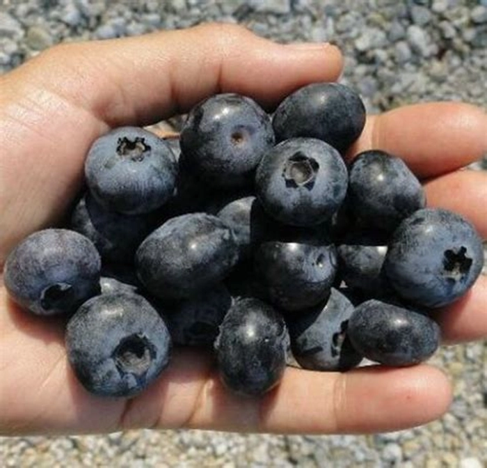 Blueberries- Jumbo Size