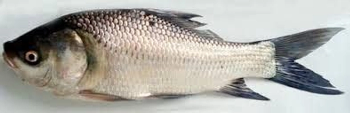 Fresh Katla mach -  তাজা কাতলা মাছ