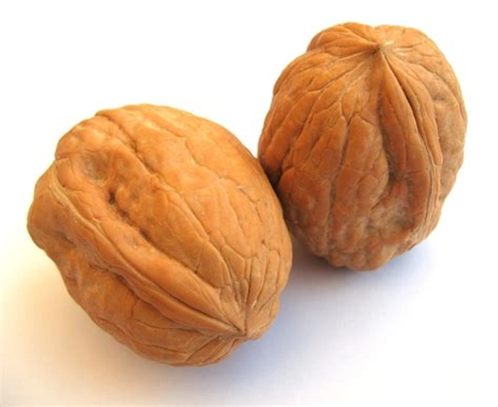 Walnut