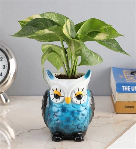 Money Plant In Blue Pot