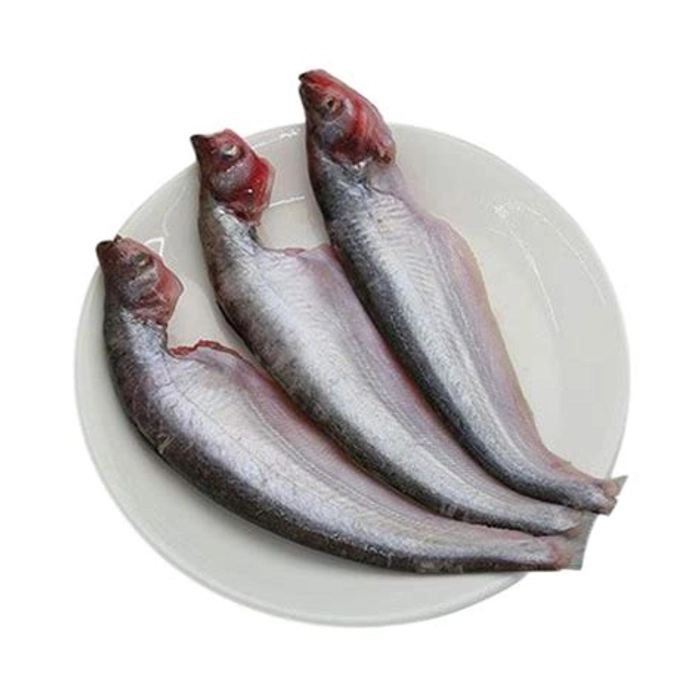 Fresh Pabda Medium Size
