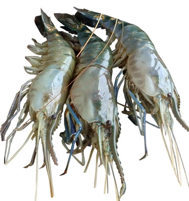 Golda Chingri