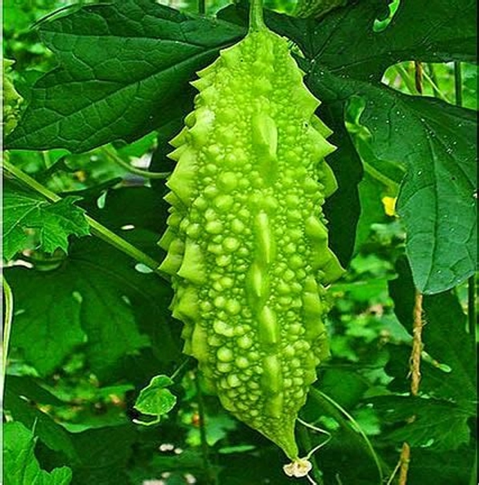 Bitter Gourd (Karali) - Regular