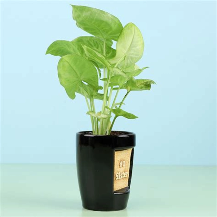 Syngonium Plant For No. 1 Sister