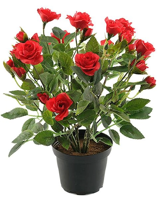 Potted Rose Plant