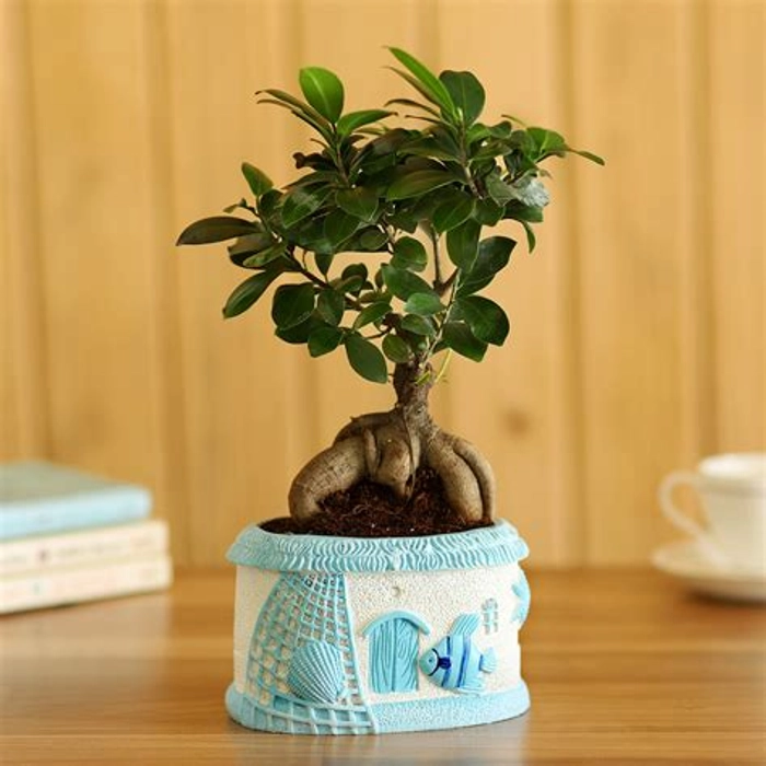 Ficus Ginseng Bonsai In Sea House Planter