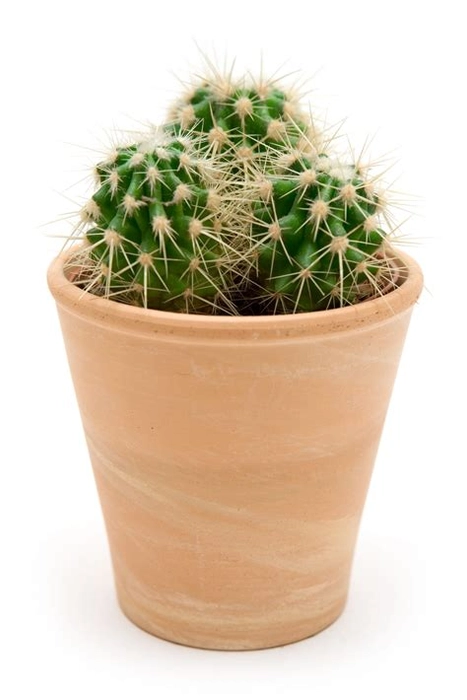 Cactus Pots