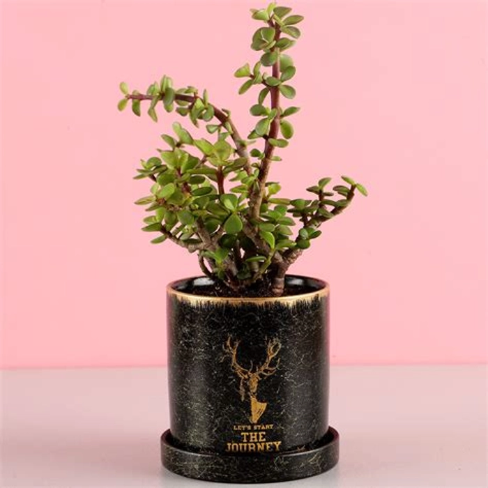 Jade Plant In Black Personalised Mug