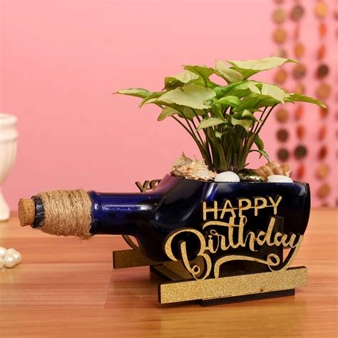 Syngonium Plant In Birthday Antiquity