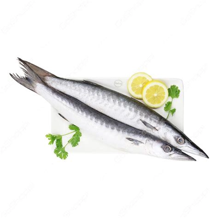 1kg Barracuda / Sheela