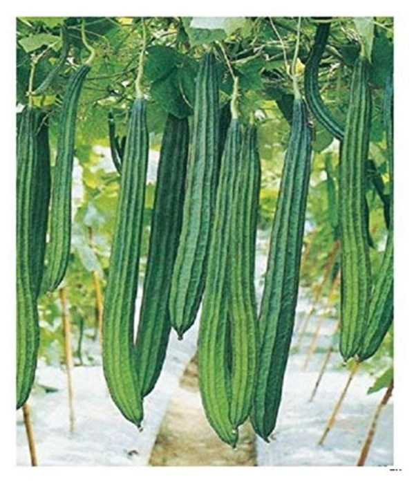 Ridge Gourd