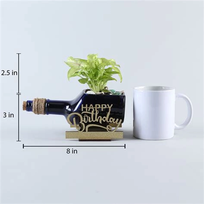 Syngonium Plant In Birthday Antiquity