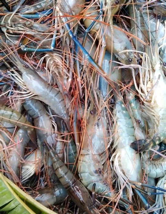 Fresh Chingri - Prawn Medium Size. চিংড়ি মাছ ।