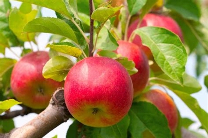 Apple (himachal)