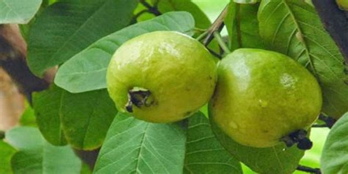 Guava - अमरूद