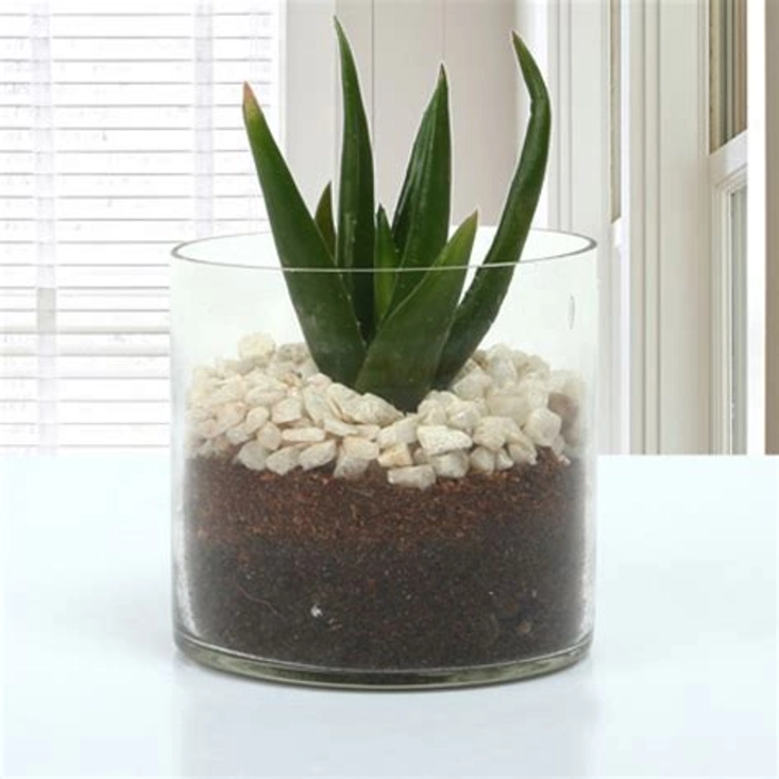 Aloe Vera Glory Terrarium