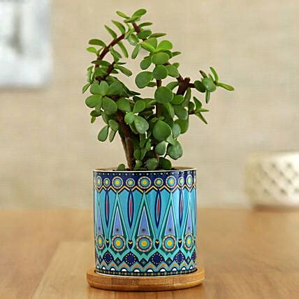 Jade Plant in Blue Enamle Leaves